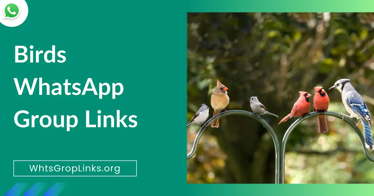 Birds WhatsApp Group Links