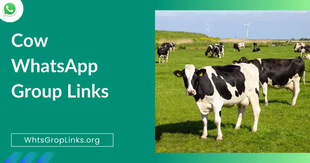 Cow WhatsApp Group Links